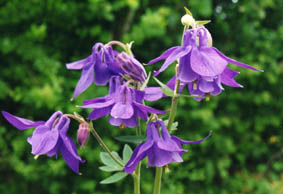 Aquilegia alpina